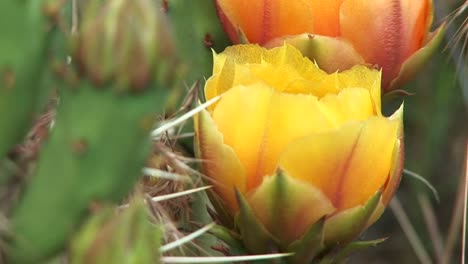 Closeup-Of-A-Blooming-Desert-Cactus-In-Zion-National-Park-1