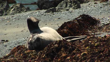 Mittlere-Aufnahme-Eines-Seehunds,-Der-Sich-An-Einem-Kalifornischen-Strand-Sonnt