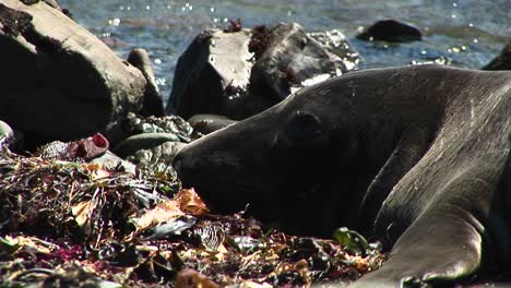 Nahaufnahme-Des-Kopfes-Eines-Seehunds-Ruht-Auf-Einem-Kalifornischen-Strand?