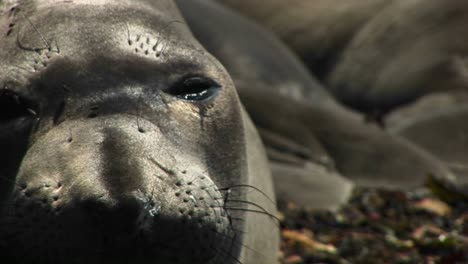 Closeup-Of-The-Face-Of-A-Dozing-Harbor-Seal