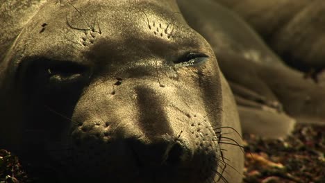 Closeup-Of-A-Sleeping-Harbor-Seal\'S-Face-As-Flies-Crawl-Across-It