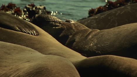 Closeup-Of-Harbor-Seals-Basking-Close-Together-On-A-California-Beach