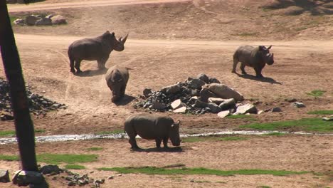 Longshot-Of-Four-Rhinos-Standing-Around-A-Stream