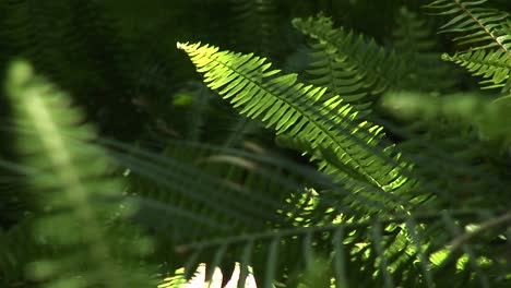 Selectivefocus-Shot-Of-Ferns-Swaying-In-The-Breeze