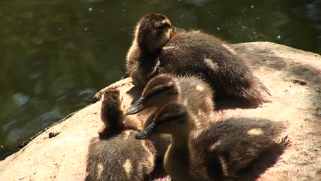 Closeup-Of-Four-Ducklings-Sitting-On-A-Rock-Near-The-Water-Calling-Out-For-Their-Mother