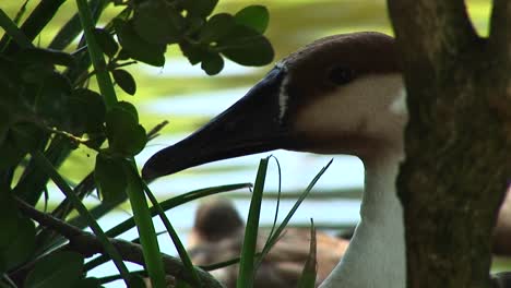 Closeup-Of-A-Goose-Hiding-Among-The-Reeds-In-The-Water