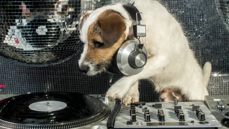 Dog-DJ-4K-07