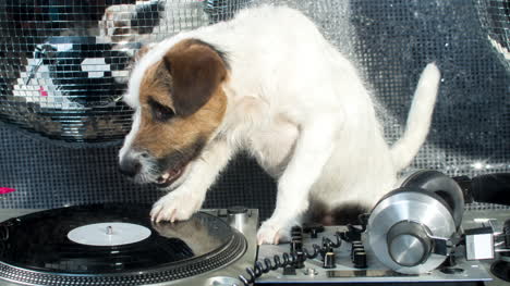 Dog-DJ-4K-10
