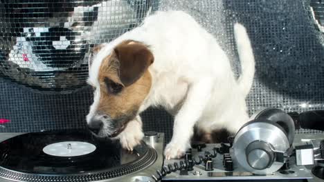 Dog-DJ-4K-11