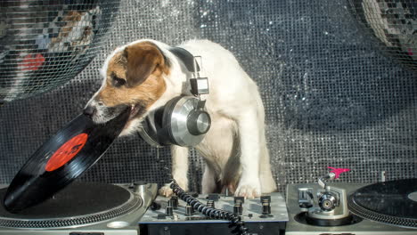 Dog-DJ-4K-14