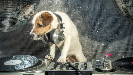 Dog-DJ-4K-16