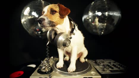 Dog-DJ-4K-32