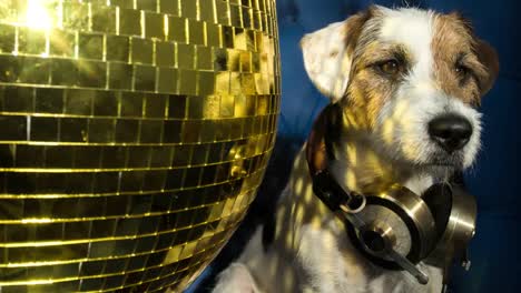 Hund-Gold-Disco-4k-07