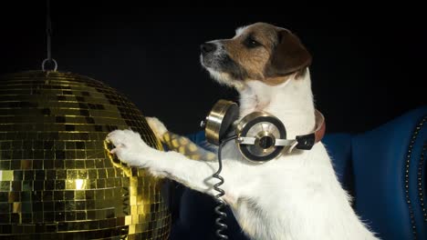 Hund-Gold-Disco-4k-08