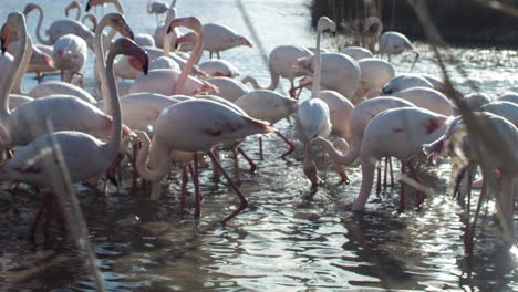 Flamingo-Kine-4k-16