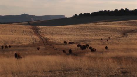 Mediumshot-Of-Buffalo-Migrating-Across-A-Grassy-Plain