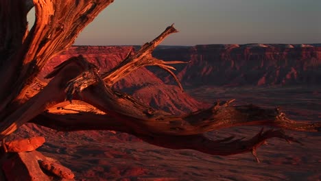 Mediumshot-Of-A-Dead-Tree-Stump-At-Canyonlands-National-Park
