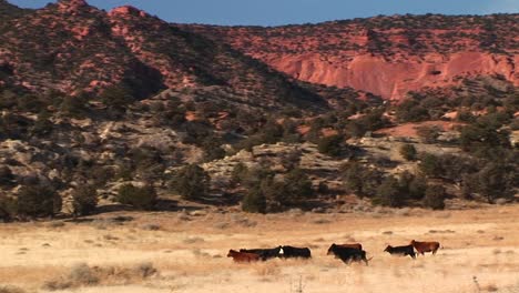 A-Herd-Of-Cows-Run-Across-A-Utah-Desert-Landscape