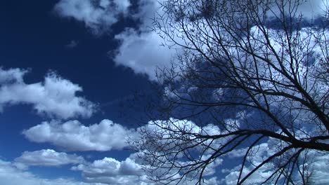 Mittlere-Aufnahme-Eines-Wolkenverhangenen-Himmels-über-Einem-Blattlosen-Baum,-Der-In-Sanftem-Wind-Zittert