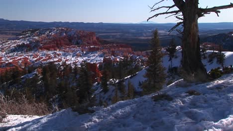 Mediumshot-Of-Pine-Trees-And-Snow-In-Bryce-Canyon-National-Park