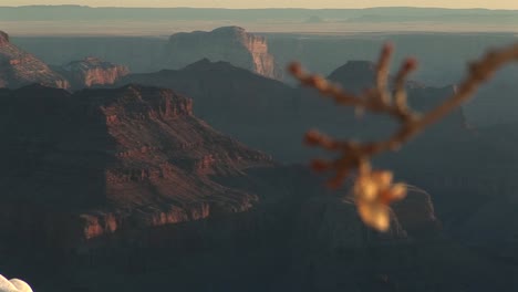 Wide-Shot-Of-Grand-Canyon-National-Park-With-Selective-Focus-On-Lone-Leaf-Dangling-From-Tree-Branch