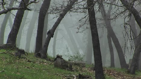 Medium-Wide-Shot-Of-California-Oak-Trees-Shrouded-In-Early-Morning-Fog