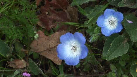 Closeup-Of-Beautiful-Blue-Flowers-Blooming-On-A-Forest-Floor