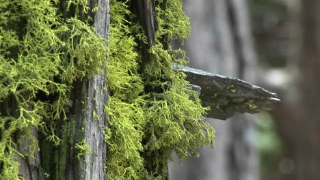 Closeup-Of-Moss-Growing-On-The-Bark-Of-A-Pine-Tree