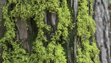 Closeup-Of-Moss-Growing-On-The-Bark-Of-A-Pine-Tree-1