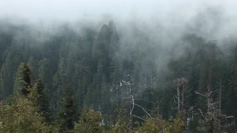 Highangle-Of-A-Forest-Of-Pine-Trees-Being-Enveloped-In-A-Slowmoving-Fog-Bank