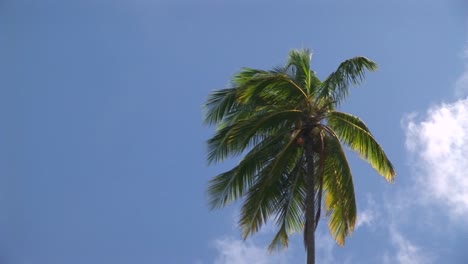 A-palm-tree-blowing-in-the-wind-against-a-blue-sky