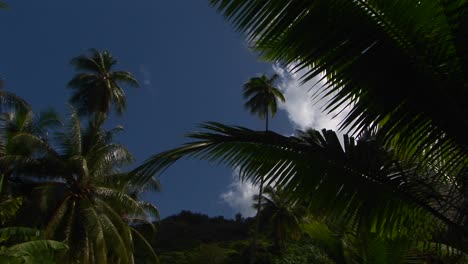 A-low-angle-shot-of-tropical-jungle-foliage-and-blue-sky