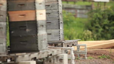 Beekeeper-boxes-in-a-garden