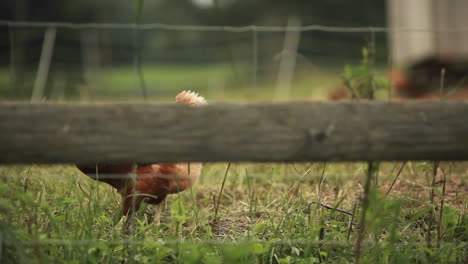 An-oblique-shot-of-a-rooster-through-a-fence