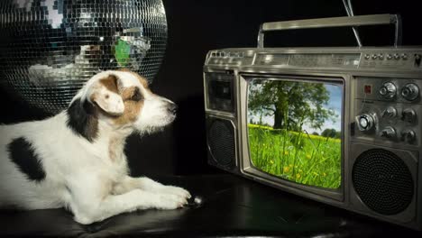 Dog-Tv-4K-00