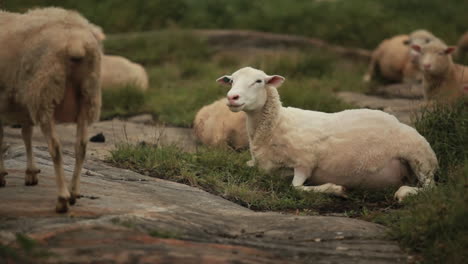 Ein-Geschorenes-Schaf-Sitzt-Auf-Den-Feldern