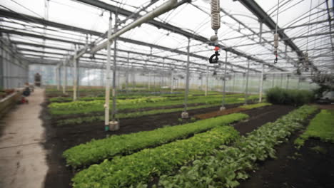 Soft-focus-shot-of-the-interior-of-a-greenhouse