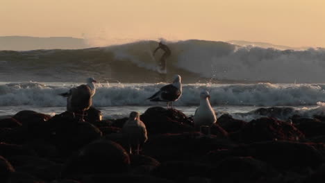 Surfers-ride-waves-behind-a-seagulls