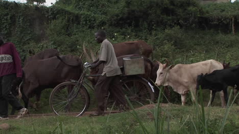 Plano-Medio-De-Hombres-Conduciendo-Ganado-Por-Un-Camino-En-Una-Aldea-En-Uganda