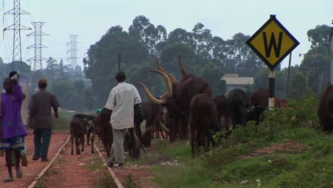 Plano-Medio-De-Hombres-Pastoreando-Ganado-A-Lo-Largo-De-Una-Vía-Férrea-En-Las-Afueras-De-Kampala,-Uganda
