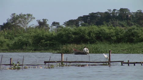 Mediumshot-of-a-Ugandan-fisherman-rowing-a-skiff-along-a-Lake-Victoria-marshland