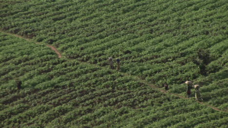 Birdseye-view-of-African-farmers-walking-across-a-field-on-the-border-between-Rwanda-and-Uganda