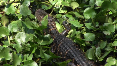 A-baby-alligator-moves-across-a-Florida-Everglades-swamp