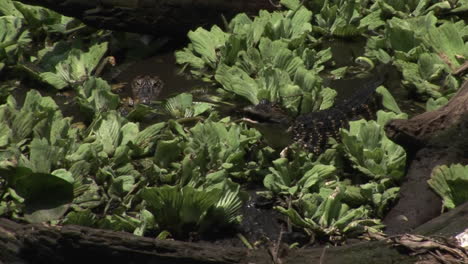 Ein-Baby-Alligator-Frisst-Einen-Fisch-In-Einem-Sumpf-Der-Everglades-In-Florida